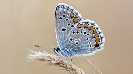 Obraz premium Delicate Butterfly with Blue and Orange Wings Resting on Plant Stalk