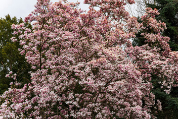 Blooming Pink Magnolia Tree in Spring Garden