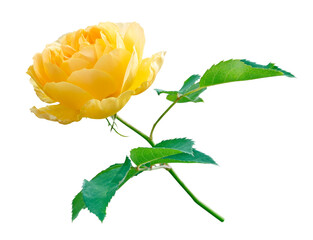 A single yellow rose. Beautiful yellow rose bush growing in the garden. Beautiful yellow rose isolated 