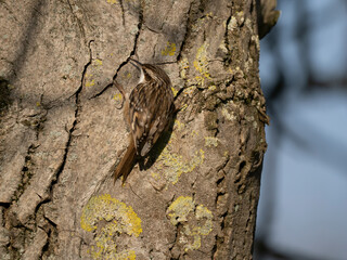Obraz premium Gartenbaumläufer, short-toed treecreeper, Certhia brachydactyla