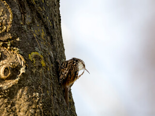 Obraz premium Gartenbaumläufer, short-toed treecreeper, Certhia brachydactyla