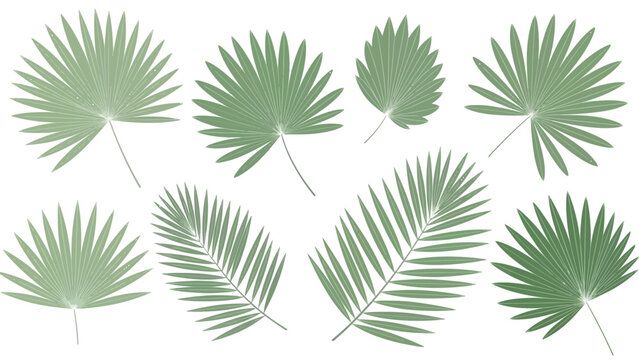Collection of Various Green Palm Leaves.