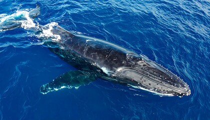 Fototapeta premium Humpback whale swimming in the deep blue ocean waters.