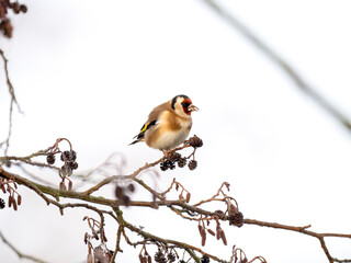 Fototapeta premium Stieglitz, european goldfinch, Carduelis carduelis