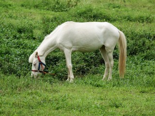 Fototapeta premium A beautiful white horse with a red bridle grazing on lush green grass in an open meadow. A serene rural scene capturing a domestic equine in a peaceful Indonesian farm landscape.