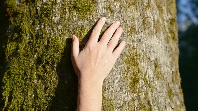 Female environmentalist gently touching moss covered tree trunk in forest, nature conservation concept. 4K slow motion.