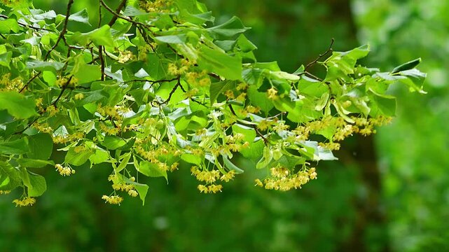 Lime Tree Leaves with Blossoms (Tilia sp.) Swaying in the Wind at Summer Sunrise, Munich, Bavaria, Germany