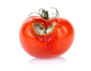 Rotten tomato with mold and decay, isolated on white. Shiny reflection is visible on the bottom surface