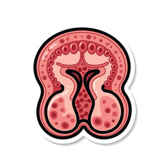 Cross Section of Human Kidney Anatomy.
