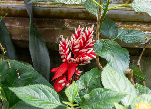 Vriesea dubia flower in Fata Morgana Tropical Greenhouse at Prague Botanical Garden in Czech Republic