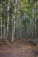 Obraz premium forest near Black Lake