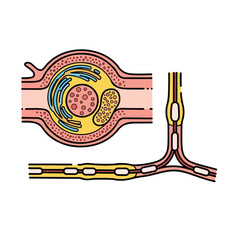 Detailed Illustration of Neuron Structure and Synapse.