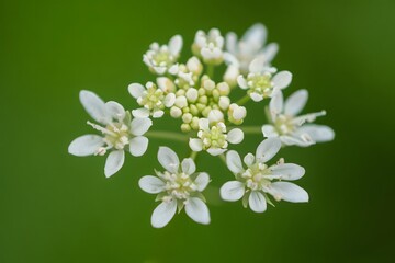 Close-up of Delicate White Flowers on Green Background