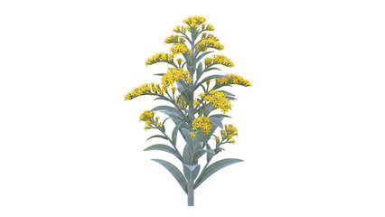Goldenrod Plant Illustration