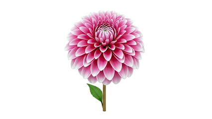 Pink Dahlia Flower