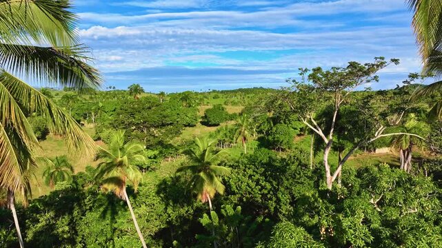 Mountain views through a palm forest. Amazing scenery of exotic trees growing in a mountain valley. Lush tropical forest with diverse greenery and perennial palms in the mountains.