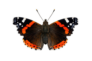 Naklejka premium Red admiral butterfly, vanessa atalanta, an insect with colorful wings and antennae, isolated on a transparent background