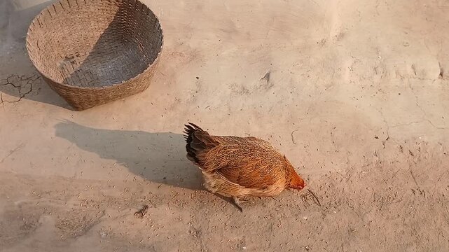 Desi hen farming in a villege house. 
