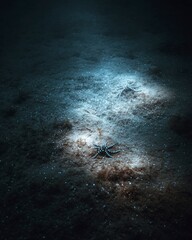 Bioluminescent organisms shining on the deep ocean floor, symbolizing fragile ecosystems, deep sea exploration and future sustainability.