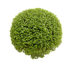 Vibrant green plant topiary: a perfectly spherical plant, round shrub with dense foliage on a clean white background.