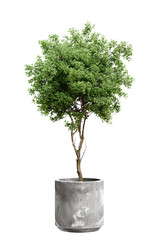 Vibrant Potted Plant with Green Leaves in a Modern Concrete Pot on White Background ? Perfect Houseplant for Minimalist Decor