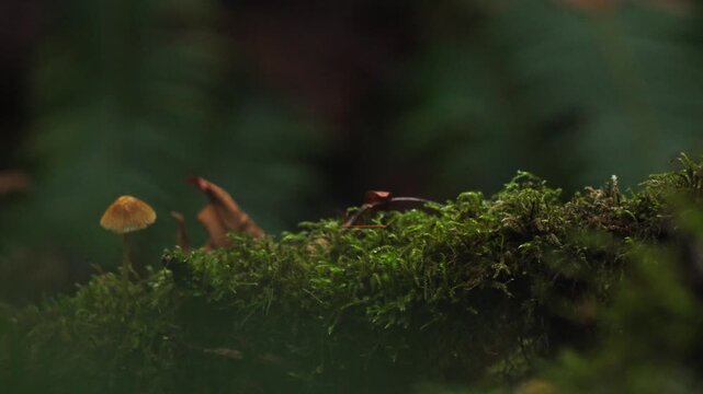 Galerina Mushroom Growing from Moss - Panning Macro Shot Pacific Northwest 4K