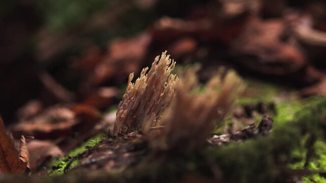 Ramaria stricta Coral Fungus Rack Focus - Multiple Clusters on Forest Log 4K