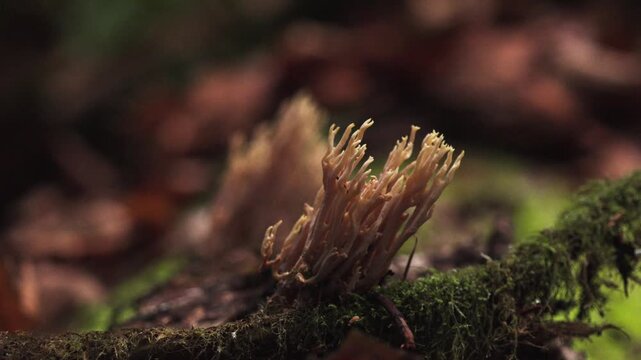 Ramaria stricta Coral Fungus Close-up - Branching Detail Pan 4K