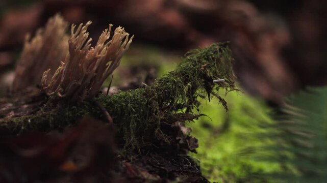 Ramaria stricta Coral Fungus with Moss-Covered Stick - Forest Composition 4K
