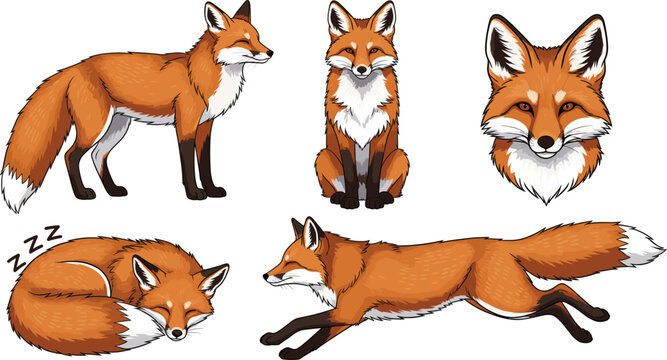 Red fox vector character set featuring wild animal in various poses including running sleeping sitting standing and head portrait isolated on white background.