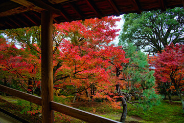 Maple Leaf Festival - Autumn at Tofukuji Temple in Kyoto
