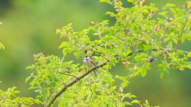 Common Whitethroat (Sylvia communis) Singing on Bush Branch at Summer Sunrise, Munich, Bavaria, Germany