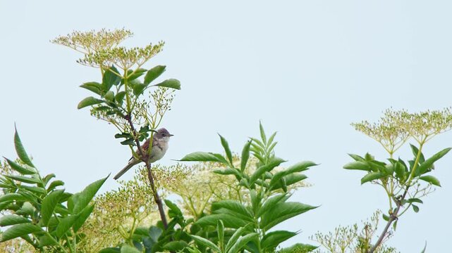 Common Whitethroat (Sylvia communis) Singing on Bush Branch at Summer Sunrise, Munich, Bavaria, Germany
