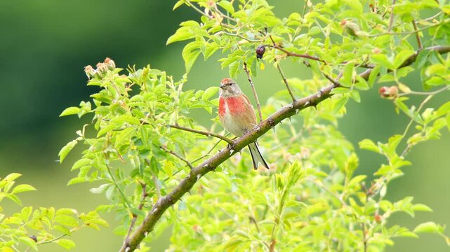 Male Common Linnet (Linaria cannabina) Singing on Bush Branch at Summer Sunrise, Munich, Bavaria, Germany