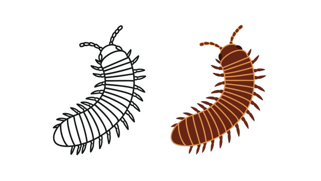 Simple black outline drawing and solid brown colored illustration of a curled up millipede insect displayed side by side