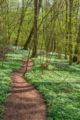 Winding hiking trail a budding forest with spring flowers © Lars Johansson