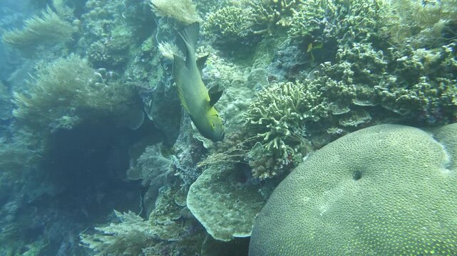 Yellow snapper approaches coral to feed on released spawn during mass spawning event in Banda Sea, Maluku, Indonesia.