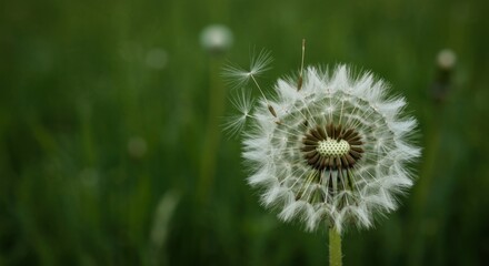 Close-up of a dandelion seed head with some seeds drifting, set against a blurred green backdrop