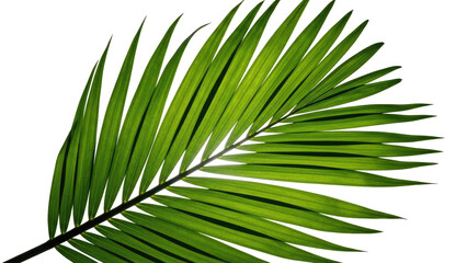Obraz premium Maturepalm-Leaf-on-White-Background-Natural-Tropical-Leaf-Photography-Stock-High-Resolution