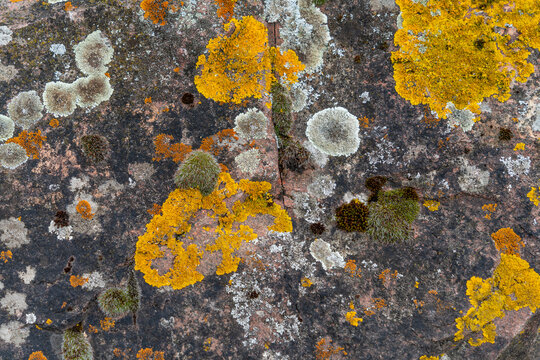 Moss and lichen