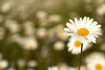 Single white daisy flower on blurred green background with copy space