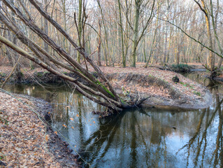 Natural Forest Stream in Rostocker Heide – Gelbensande, Mecklenburg-Vorpommern (Germany)