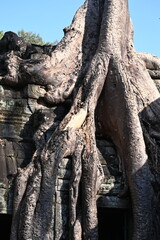 The impressive ruins of the Ta Prohm temple near Angkor Wat in Siem Reap Cambodia - an incredible example of the advanced Khmer architecture but engulfed by the jungle