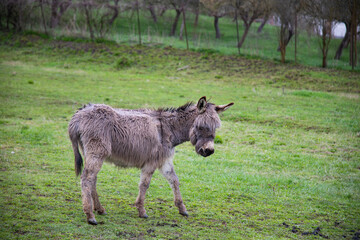 Fototapeta premium Donkey in country yard.