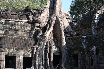 The impressive ruins of the Ta Prohm temple near Angkor Wat in Siem Reap Cambodia - an incredible example of the advanced Khmer architecture but engulfed by the jungle