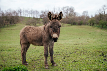 Donkey in country yard.
