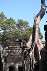 The impressive ruins of the Ta Prohm temple near Angkor Wat in Siem Reap Cambodia - an incredible example of the advanced Khmer architecture but engulfed by the jungle