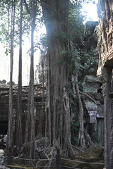The impressive ruins of the Ta Prohm temple near Angkor Wat in Siem Reap Cambodia - an incredible example of the advanced Khmer architecture but engulfed by the jungle
