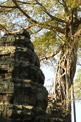 The impressive ruins of the Ta Prohm temple near Angkor Wat in Siem Reap Cambodia - an incredible example of the advanced Khmer architecture but engulfed by the jungle