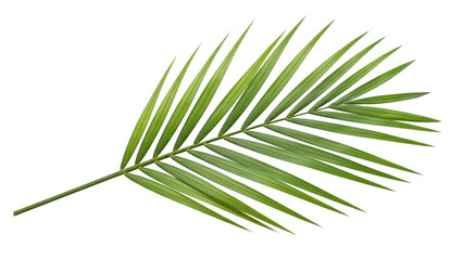 Obraz premium Tropical-Green-Palm-Leaf-Close-up-Isolated-on-Bright-White-Background-Stock-Photo